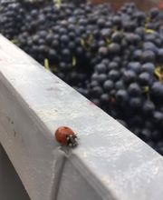 Clos des Cantons Bild 12