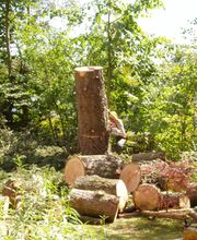 Trinkgeld GmbH Garten- & Landschaftsservice Bild 10
