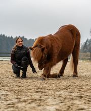 Equimove GmbH Bild 3