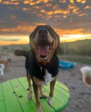 A Dog's World image 12