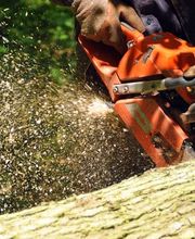 Baumpflege Eifler Bild 2