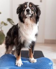 FITBUDDYS Tierheilpraxis & BARF-Shop Bild 8