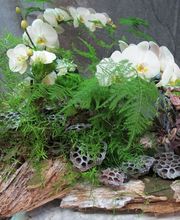 Gärtnerei Mohring Bild 12