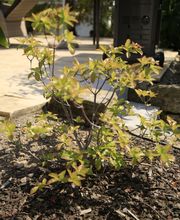 Elztal Gartenbau Bild 26