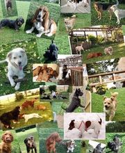 Tierpension Prebberede Bild 1
