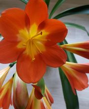 Jeannot Daisy image 1