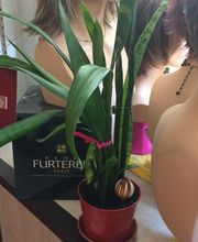 Centre Capillaire image 6