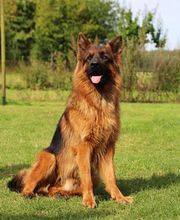 Ronny Görtz Hundeschule Bild 3