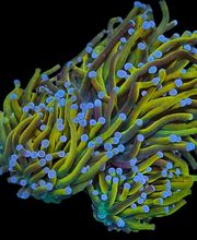 Aqua-Matrix Corals GmbH Bild 14