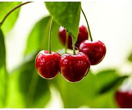 Obstbäume