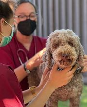 Kleintierpraxis DOCPOX Hannover Bild 6