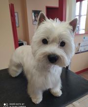 AU TOUTOU MARANS image 17