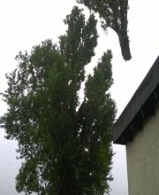 Baumfällung mit Kran