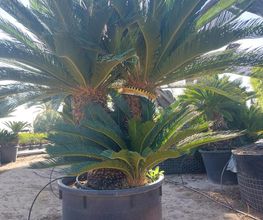 LM VEGETAL image 1
