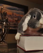 Etude Fair Law Bild 3