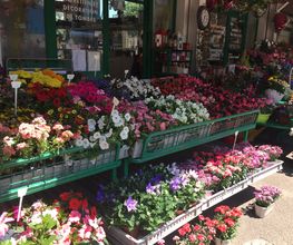 A. Pinto Fleurs Bild 2
