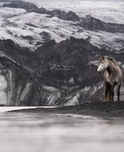 Denise Strauch Photography