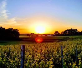 Weinbau Zinner Bild 1