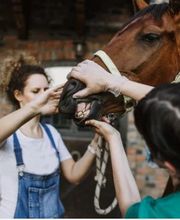 Cabinet Vétérinaire Entre de Bonnes Pattes Bild 4