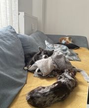CoBe Dog Bild 2