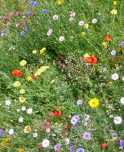 Garten- und Landschaftsbau - Baumdienst Westermann & Söhne GbR Bild 3