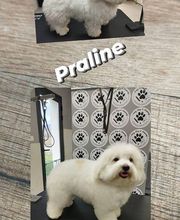 Salon de Toilettage Jenny Dog et Company image 11