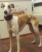 Kleintier- & Akupunkturpraxis Adlergarten Bild 4