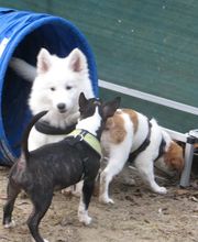 Hundeschule Amperland Ihre mobile Hundeschule bei FFB Bild 9