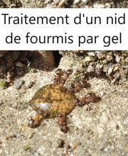 Protec Nuisibles image 4