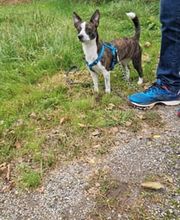 Sitz Platz Komm Hundeschule Marion Hans Bild 8