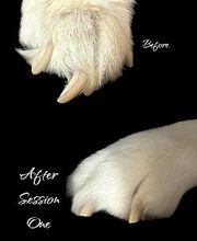 Colorful Canines image 16