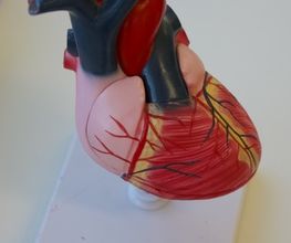 Dr. med. Walder Marcel Bild 13
