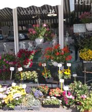 Arc En Fleurs image 2