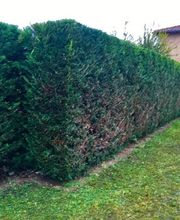 Brian Gibbs image 19