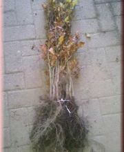 Baumschule & Pflanzenhandel Maraun Bild 2