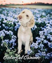 Colorful Canines image 1