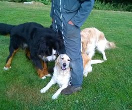 Cani-breizh image 9