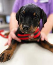 Shiloh Veterinary Hospital image 3