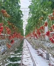 Azienda Agricola Mozzini Roberto Bild 13