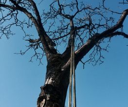 MayBaum Bild 1