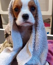 Animal Passion image 3