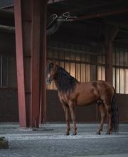 Denise Strauch Photography