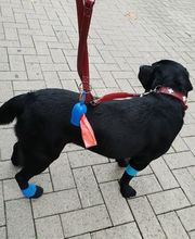 Cabinet Vétérinaire de Vésenaz Bild 10