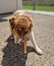 Crousticanin image 2