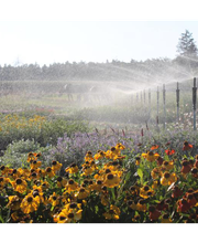 Staudengärtnerei Schneider GbR Bild 1