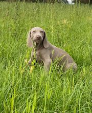 Hundeschule Pirschgang Bild 2
