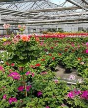 Blumen Krippner Bild 1