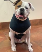 Green Summit Animal Clinic image 18