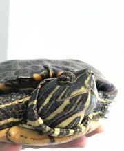 Clínica Veterinaria Okapi imagen 10