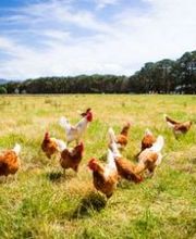 Pollo-de-campo-2.jpg